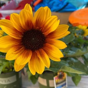 Meet your Posher, Debra